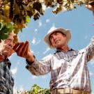 Cooperative Extension specialist Matthew Fidelibus (right) talks with grower Ron Brase about his grapes in Fresno, California. Brase has 40 acres of Selma Pete grapes that will become raisins. Fidelibus is researching vines that have grafted root stock.