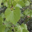 Vitis arizonica hasn't been carefully cultivated for centuries like wine grapes. Dan Ng, CC BY-SA