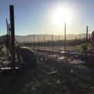 new vineyard being planted