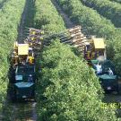 Mechanical Harvesting for Tree Crops